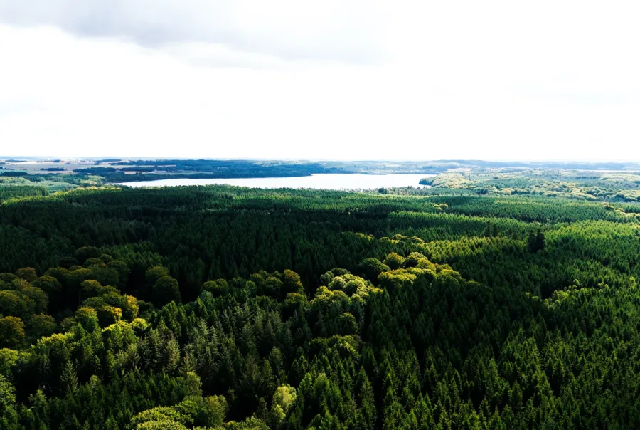 Cinematisk dronefoto af det danske landskab med frodige grønne skovområder, optaget som led i en professionel videoproduktion. Dette luftbillede demonstrerer brugen af dronevideo og visuel storytelling til at skabe stærke billeder og overblik i brandingfilm og erhvervsvideoer for kunder.